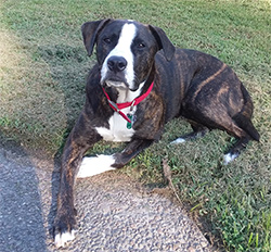 Nice pit-mix dog laying in the grass