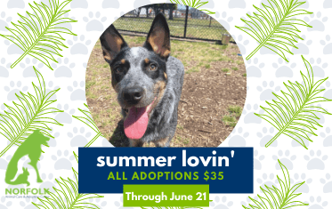 Summer Lovin NACC Adoption Special Image Link