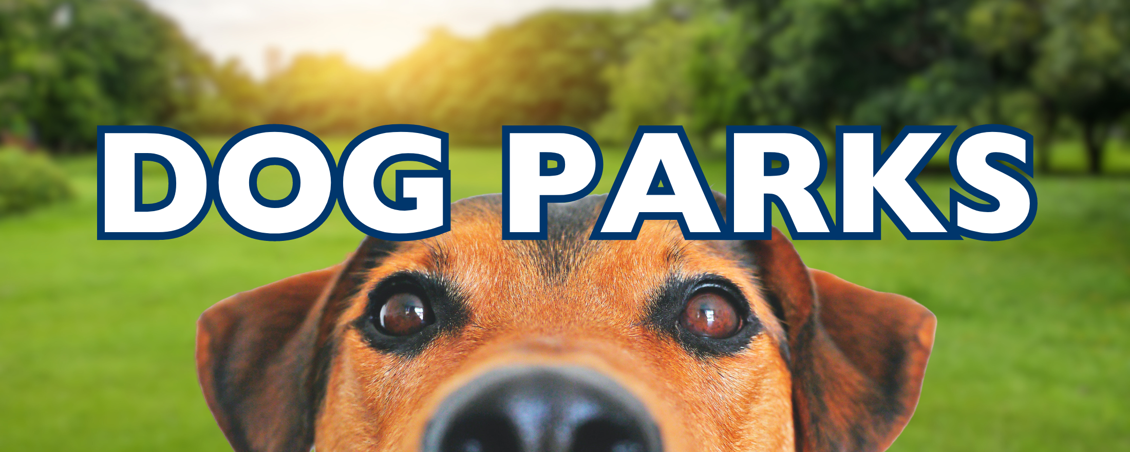 dogParkBanner