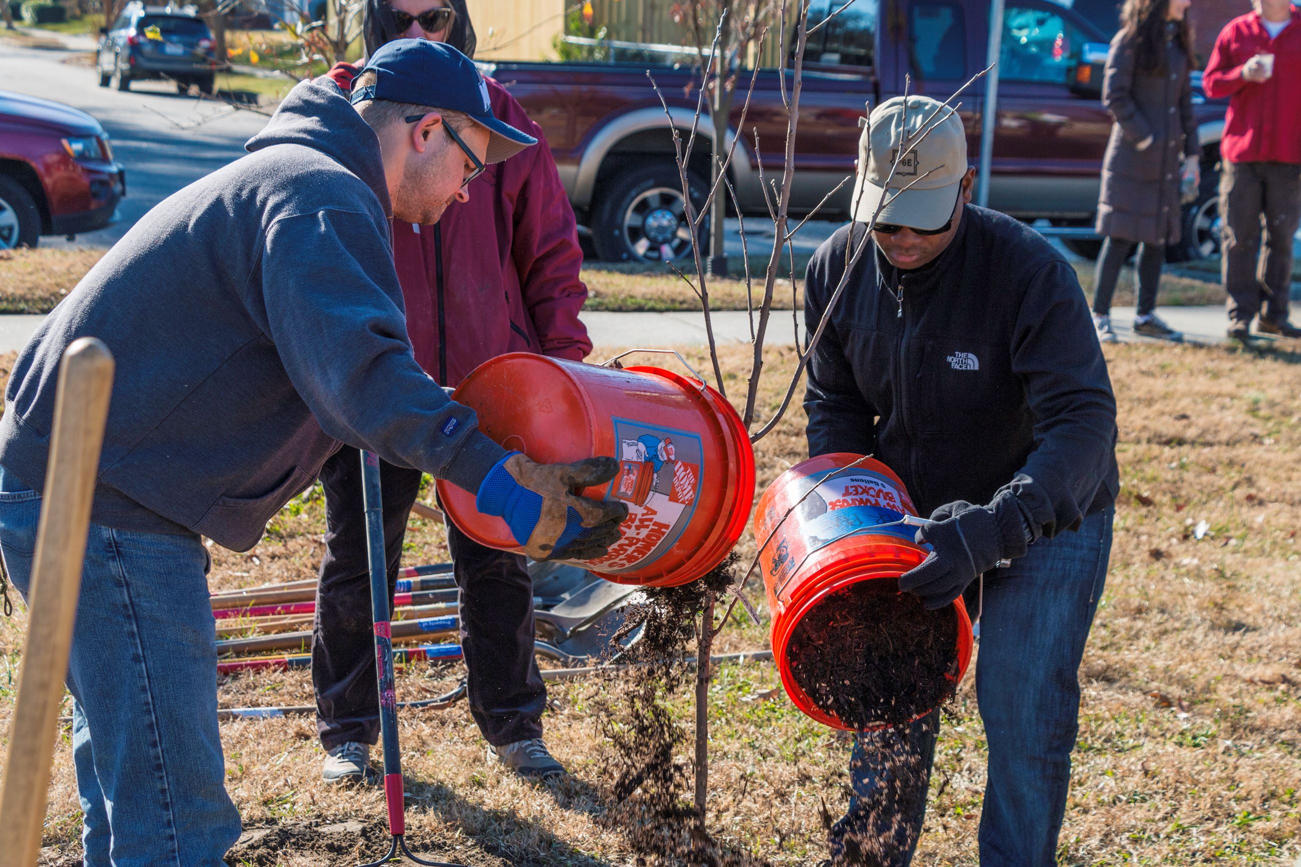 tree planting
