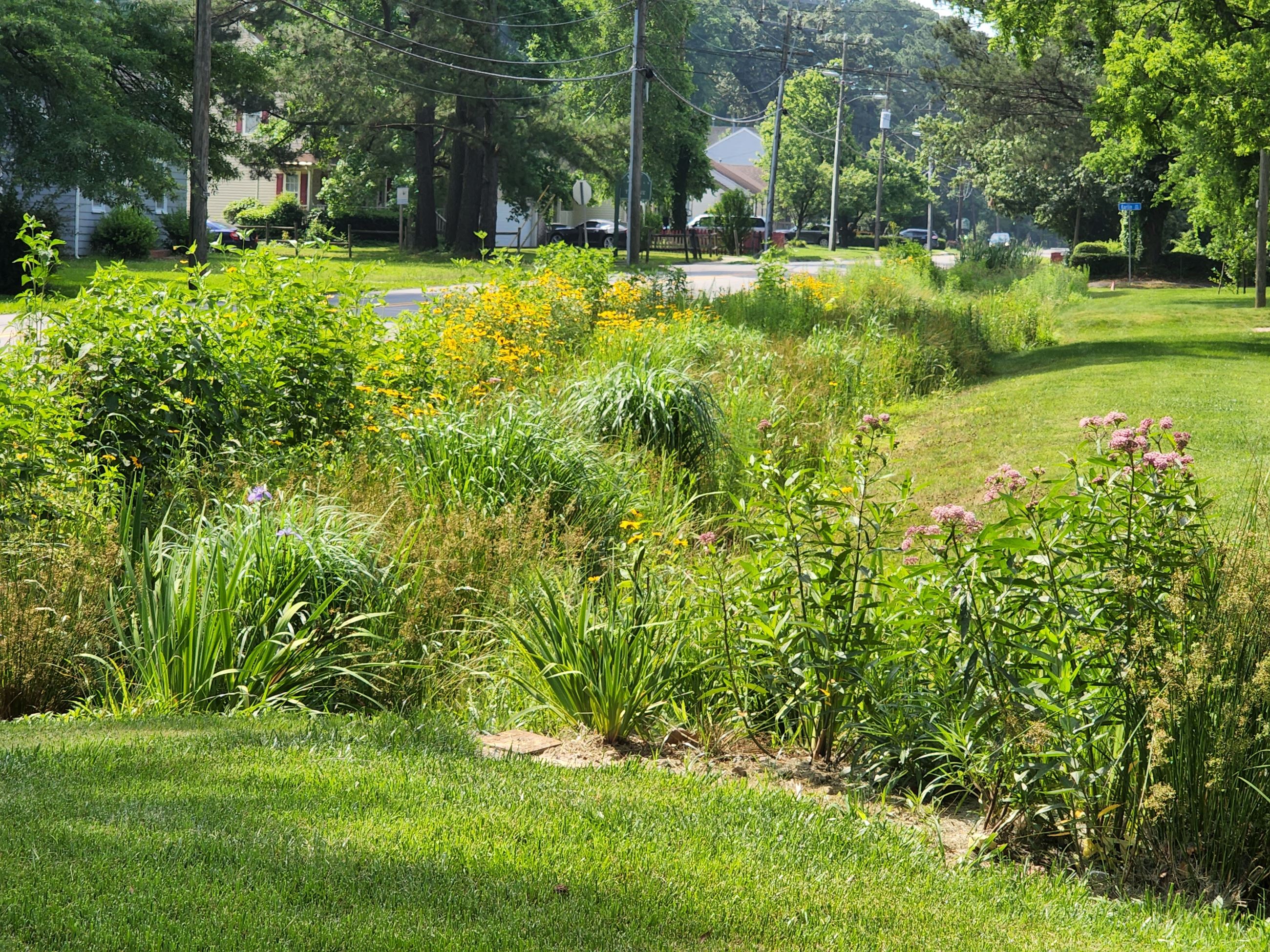 Picture of rain garden