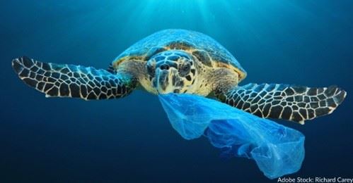 Turtle with plastic bag picture